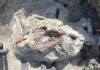 Scientists discover new dinosaur in Argentina with crocodile bone in mouth | Science, Climate & Tech News