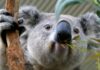 Chlamydia vaccine approved for koalas | World News
