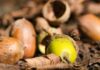 Why hot weather has triggered ‘mast year’ with big crop of acorns, conkers and berries | Science, Climate & Tech News