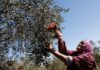 Israeli attacks on olive harvest ‘threaten Palestinian way of life’: UN | Israel-Palestine conflict News