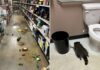 Spirit animal: Raccoon gets drunk as a skunk in a booze store – and sleeps off hangover in the toilet | Offbeat News