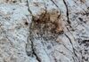 Thousands of dinosaur footprints discovered on Italian rock face | World News