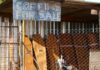 In Zimbabwe, millions choose funeral insurance over pricey medical cover | Health News