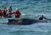 Whale freed by rescuers after days stranded on Baltic coast | World News