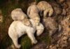 Wildlife Photographer of the Year: People’s Choice winner named | Ents & Arts News