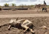 More than 6 million Somalis face hunger amid climate shocks and conflict | Climate Crisis News