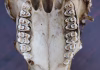 Ancient teeth reveal clues to the environment humans’ early ancestors evolved in millions of years ago