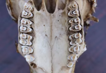 Ancient teeth reveal clues to the environment humans’ early ancestors evolved in millions of years ago