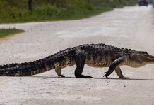 How a new mapping tool helps Florida planners protect wildlife corridors as the state grows