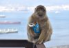 Monkeys eating soil to 'settle upset stomachs from junk food'