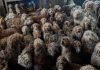 RSPCA denies using AI after image of dozens of neglected dogs in living room branded fake | UK News