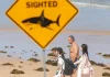 Man killed in great white shark attack in western Australia | Wildlife News