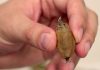 A newly rediscovered moth species in Florida may already be at risk