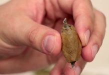 A newly rediscovered moth species in Florida may already be at risk