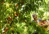 A fungal disease, along with climate change, threatens Colorado’s prized peaches
