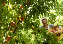 A fungal disease, along with climate change, threatens Colorado’s prized peaches