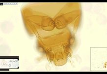 Galaxies of life are collecting dust in museums – digitizing microscope slides can uncover billions of fossils for natural history