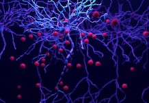 HIV enters the brain and doesn’t leave – paradoxically, drugs intended to reduce brain inflammation increase virus levels
