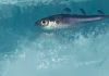 This successful Arctic fishing treaty has kept Russia, China, the US and others working together for 5 years – it could be a model for future diplomacy