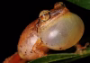 How young coquí frogs balance the competing demands of growth and fighting disease