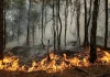 Photos: Wildfires ravage historic forest near Paris | In Pictures News