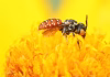 Bees of many species contain tiny magnetic particles – suggesting they may have an innate magnetic compass for navigation