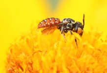 Bees of many species contain tiny magnetic particles – suggesting they may have an innate magnetic compass for navigation