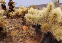 Cacti spines, snake fangs, snail love darts – oh my! How function drives the evolution of nature’s puncture tools