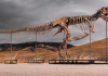 What science loses when ‘T. rex’ becomes a trophy