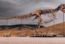 What science loses when ‘T. rex’ becomes a trophy