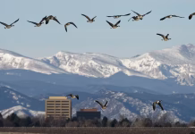 Not all Coloradans want to share their cities with Canada geese and their poop – a wildlife manager shares the control methods that work