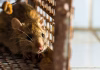 Why are some animals considered ‘pests’? It comes down to culture and convenience