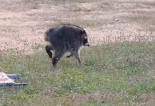 Jimothy the raccoon survived against the odds, a testament to sophisticated brains and devoted mothers