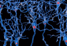 Foldable synthetic molecules could infiltrate and bust apart the toxic protein clumps causing Parkinson’s
