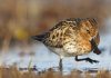 More than half of Earth’s migratory bird species are declining – here’s how we can still save them