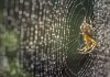 Producing spider silk is a biological feat – scientists are using it to develop materials for drug delivery and wound care