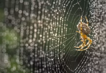 Producing spider silk is a biological feat – scientists are using it to develop materials for drug delivery and wound care
