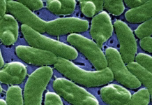Flesh-eating bacteria are devouring limbs in warming waters worldwide − here’s how to protect yourself