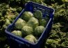 America's biggest food distributor cuts suppliers as 'explosive diarrhoea' cases rise
