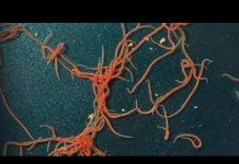 Worms navigate narrow paths faster than wide ones – these findings could inform robot design