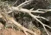 Palestinian farmers inspect olive trees bulldozed by Israeli forces | News