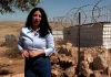 B’Tselem: Israeli settler violence aims to eliminate Palestinian existence | Occupied West Bank