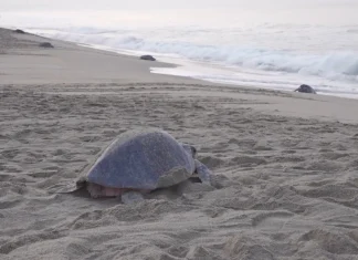 Spectacular turtle nesting event in southern Mexico | Environment