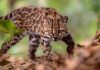 New species of wild cat identified in Bolivia – first for more than 100 years
