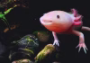 Why can’t people regenerate limbs like salamanders?