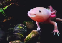Why can’t people regenerate limbs like salamanders?