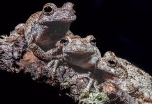 Too many males to choose from can overwhelm female frogs – and change who gets to mate