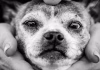 Why old dogs might be able to teach Alzheimer’s researchers new tricks