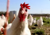Why haven’t farm animals evolved against humans? A biologist explains why there won’t be a chicken uprising anytime soon