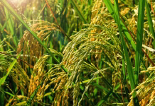 Ancient people relied on genetic variation already present in wild plants to domesticate crops like rice and corn